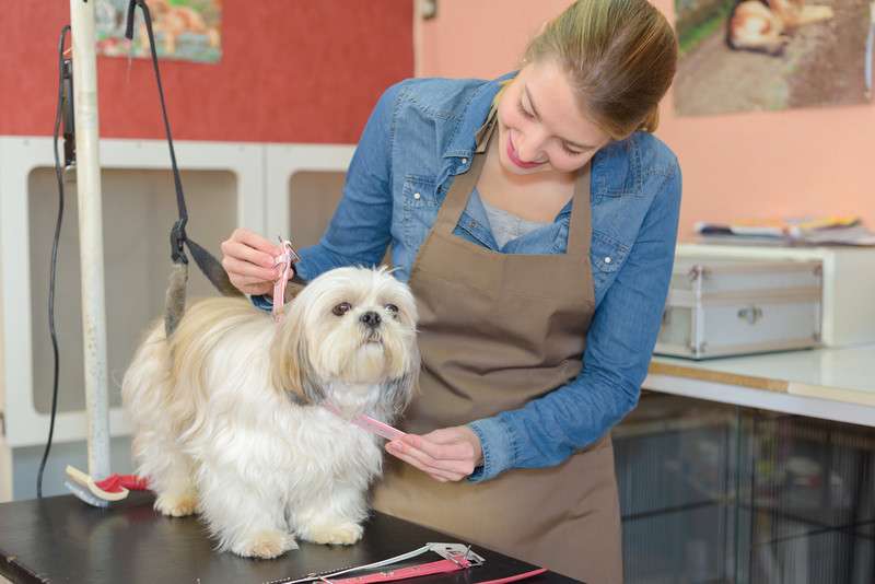 pet-groomer-insurance pet services insurance