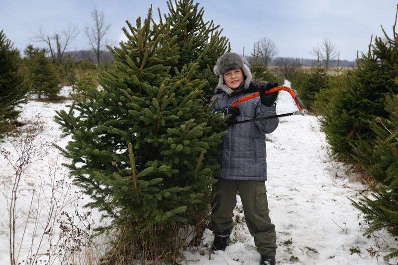 christmas-tree-farm-insurance christmas-tree-lot