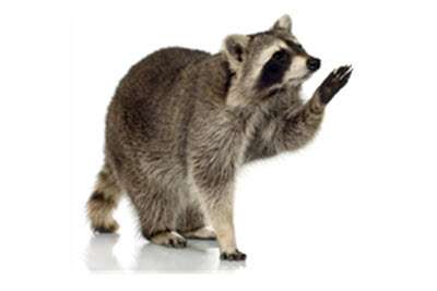 pest-control-wild-life-insurance pest-control-wild-life-removal-insurance